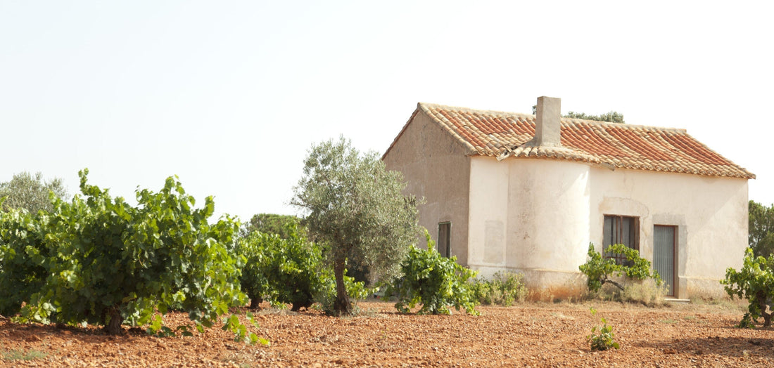Old bush vines and an olive tree on red Manchuela soil at the 11 Pinos estate, Castilla-La Mancha, Spain