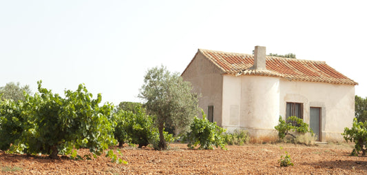 Old bush vines and an olive tree on red Manchuela soil at the 11 Pinos estate, Castilla-La Mancha, Spain